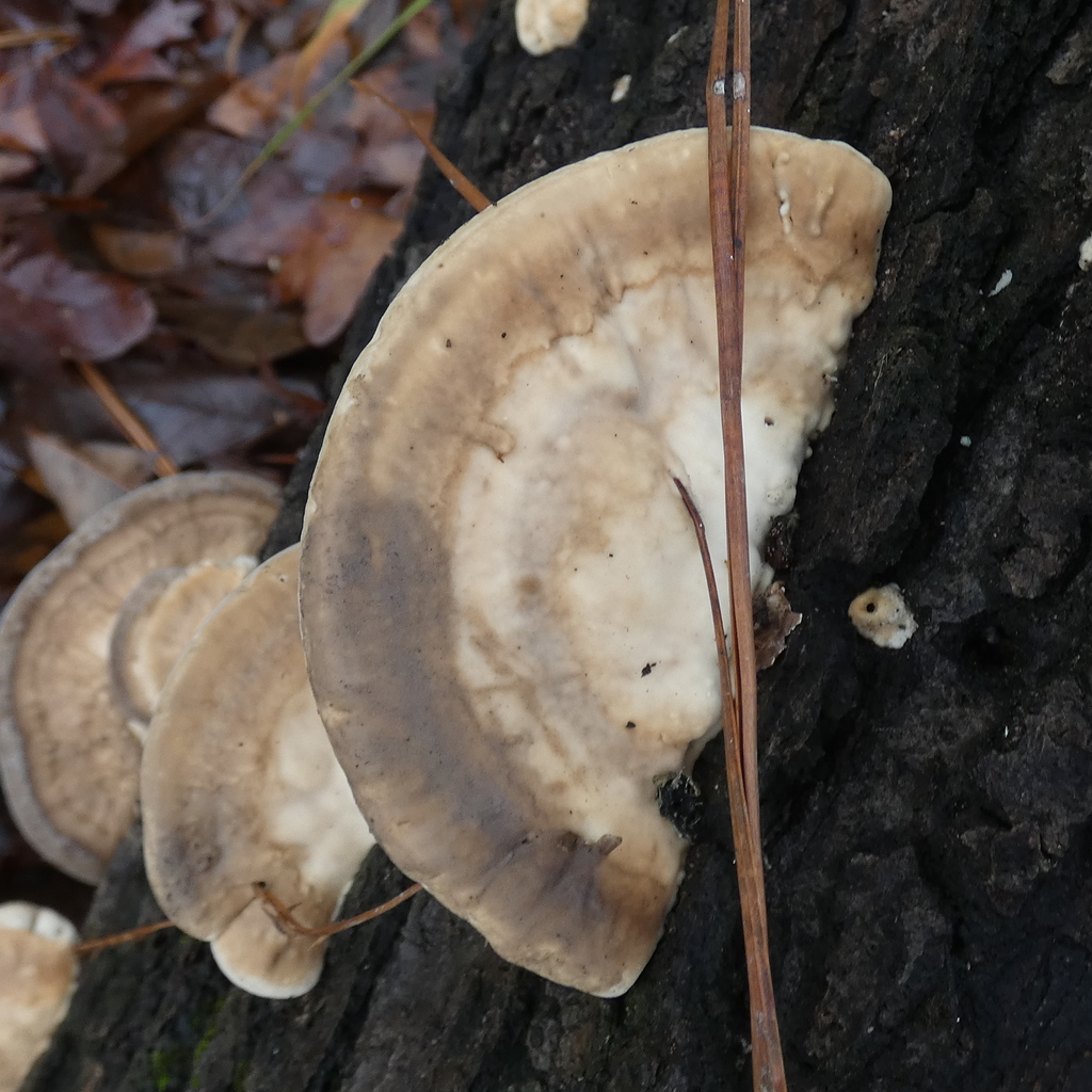 Trametes lactinea · December 2025 · photo: © seangolden (iNaturalist, cc-by)
