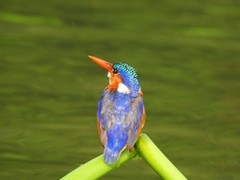 Corythornis cristatus