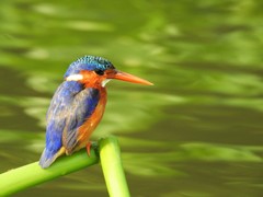 Corythornis cristatus