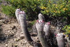 Oreocereus celsianus