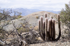Oreocereus celsianus
