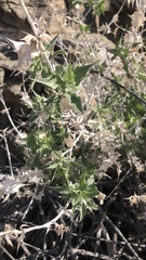 Salvia greatae