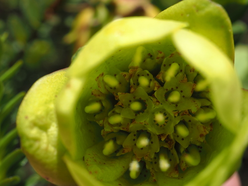 Yellow Mountain Bell (Darwinia collina)