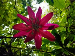 Passiflora antioquiensis