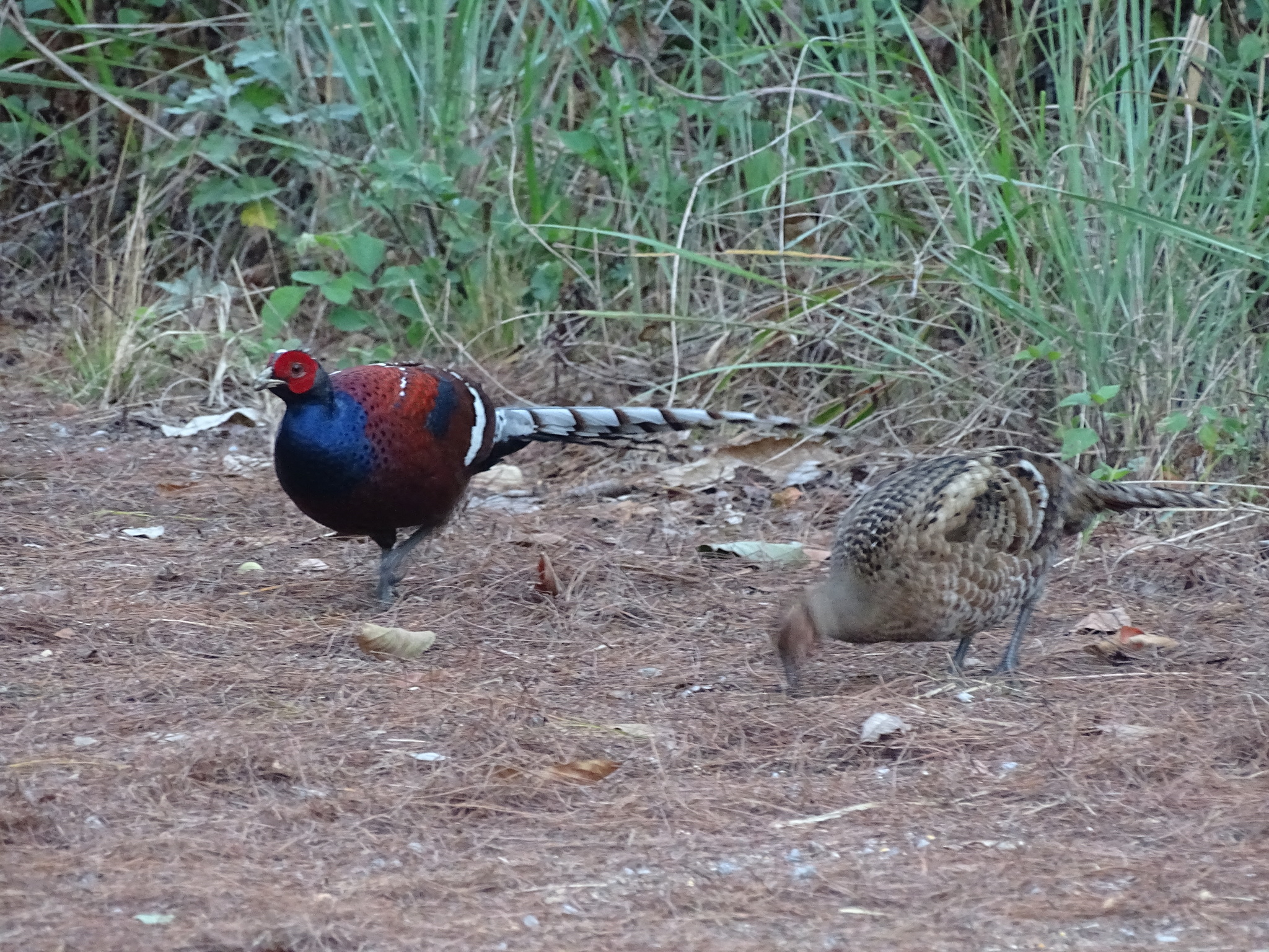 Mrs. Hume's Pheasant