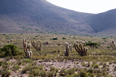 Oreocereus celsianus