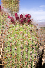 Oreocereus celsianus