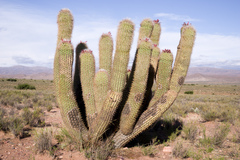 Oreocereus celsianus