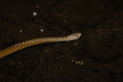 Common keelback sighting