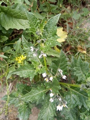 Solanum pentlandii
