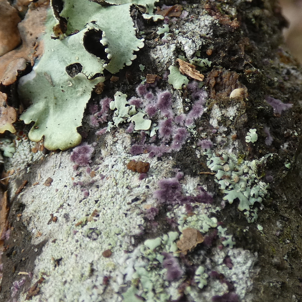 Phlebiopsis crassa · December 2025 · photo: © seangolden (iNaturalist, cc-by)