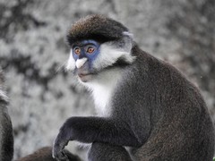Cercopithecus ascanius schmidti