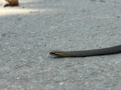 Marsh Snake sighting