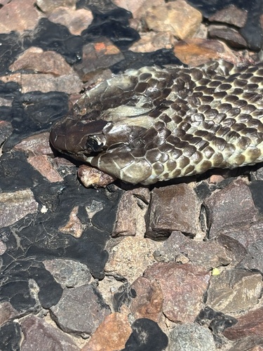 Mulga Snake sighting