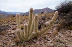 Oreocereus celsianus