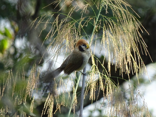 Spot-breasted Parrotbill (Paradoxornis guttaticollis), photo 8