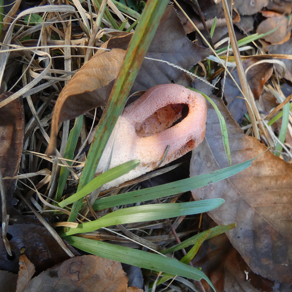Clathrus columnatus · December 2025 · photo: © seangolden (iNaturalist, cc-by)