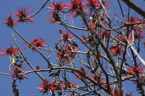 Image of Erythrina americana by (c) Juan Cruzado Cortés, some rights reserved (CC BY-SA)