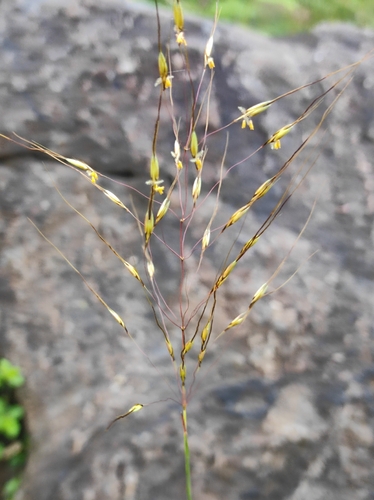 Reddish-Yellow Beardgrass (Chrysopogon fulvus)
