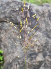 Golden Beard Grass (Chrysopogon fulvus)