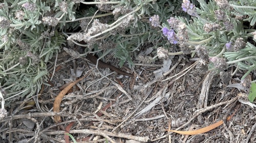 Tiger Snake sighting