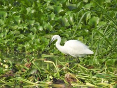 Egretta garzetta