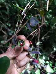 Tropaeolum deckerianum