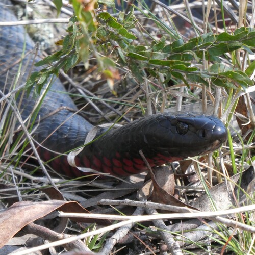 Red-bellied Black Snake sighting