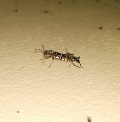 Xylotrechus subscutellatus