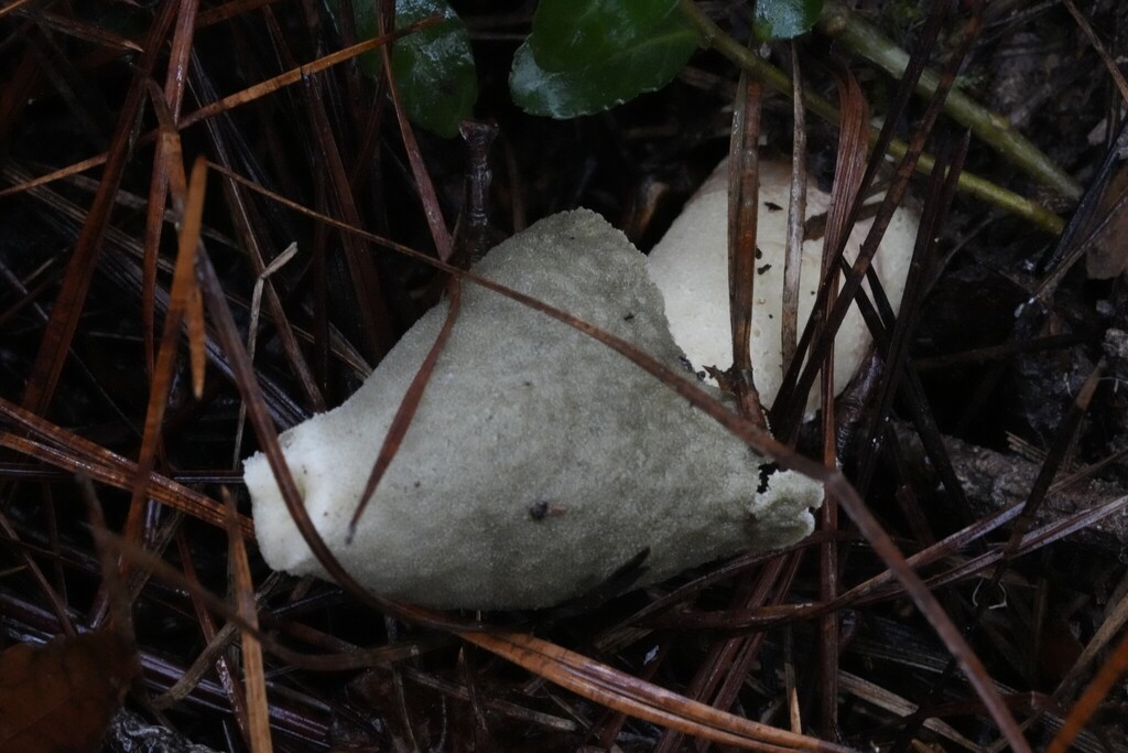 Phallus ravenelii · December 2025 · photo: © brandonjjohnson (iNaturalist, cc-by)