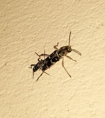 Xylotrechus subscutellatus