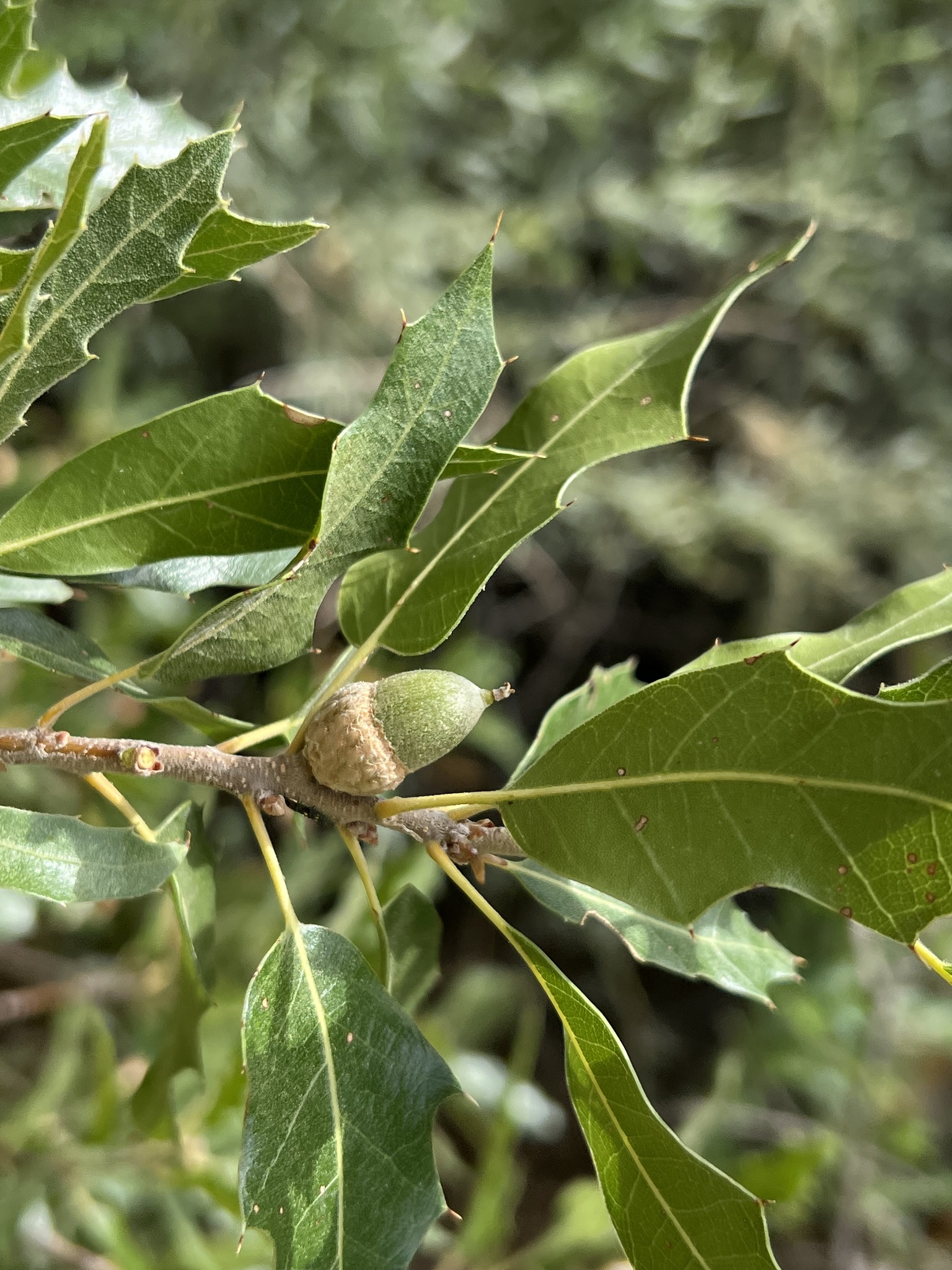 Quercus robusta