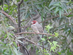 Amadina erythrocephala