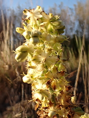 Veratrum fimbriatum, photograph (c) Ryan Donnelly, some rights reserved (CC BY)