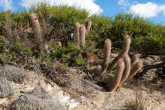 Oreocereus celsianus