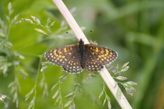 Melitaea diamina
