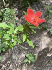 Hibiscus bojerianus image