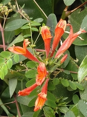 Dicliptera squarrosa