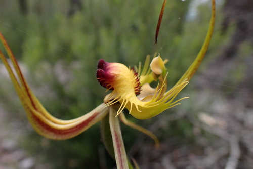 butterfly orchid (Caladenia lobata)