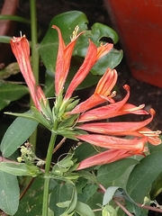 Dicliptera squarrosa