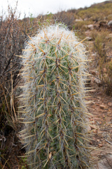 Oreocereus celsianus