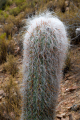Oreocereus celsianus