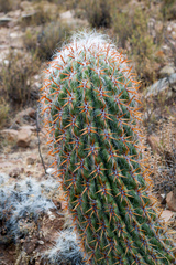 Oreocereus celsianus