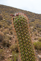 Oreocereus celsianus