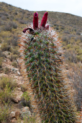 Oreocereus celsianus