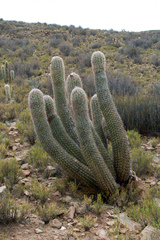 Oreocereus celsianus