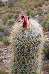 Oreocereus celsianus