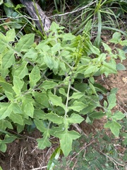 Solanecio