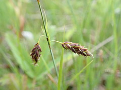 Carex rariflora
