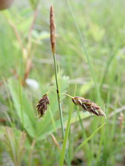Carex rariflora
